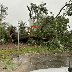 300 year old oak