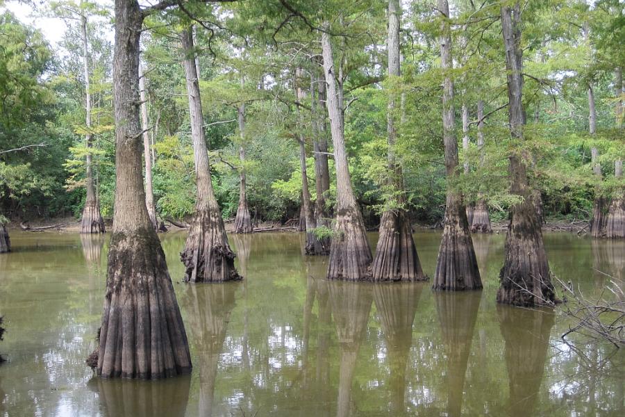 Hatchie National Wildlife Refuge