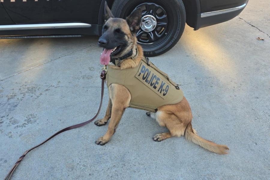 Mount Carmel K9 Kilo