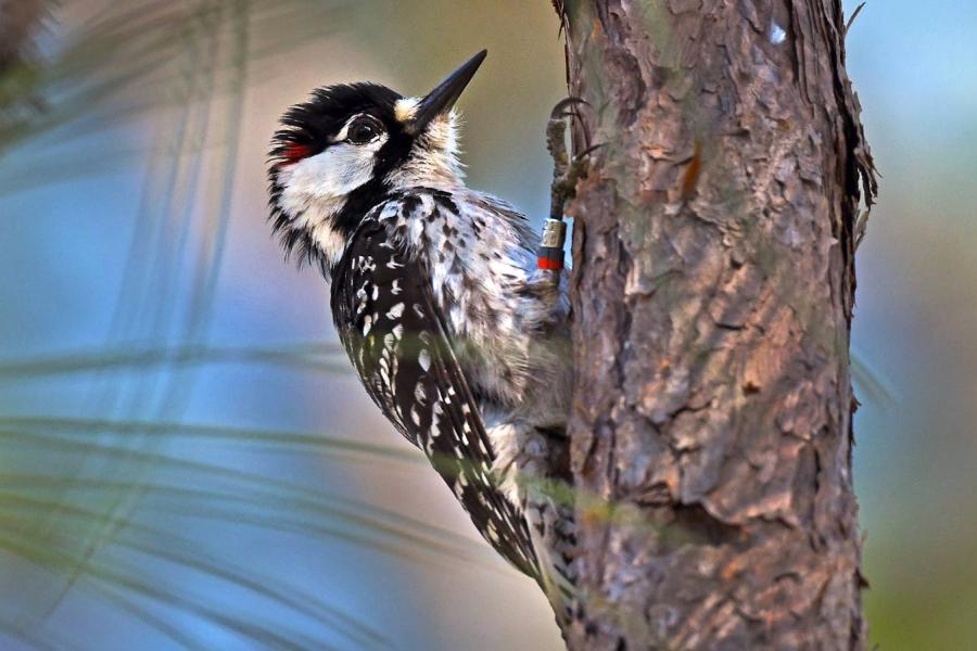 Red-cockaded Woodpecker