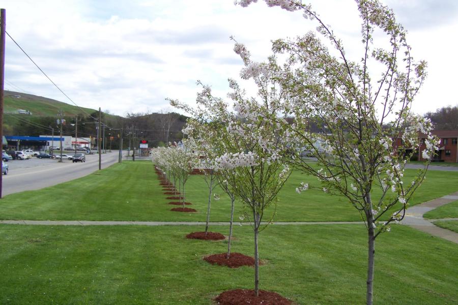 Johnson City trees