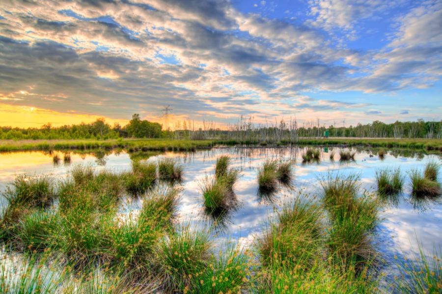 Wetlands image