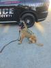 Mount Carmel K9 Kilo