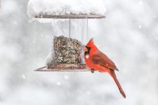 Cardinal at bird feeder