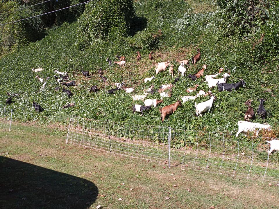 Kudzu goats
