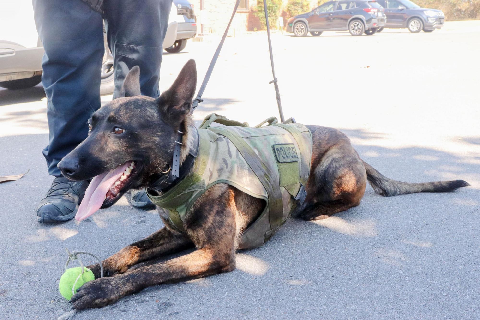 K-9 Monja