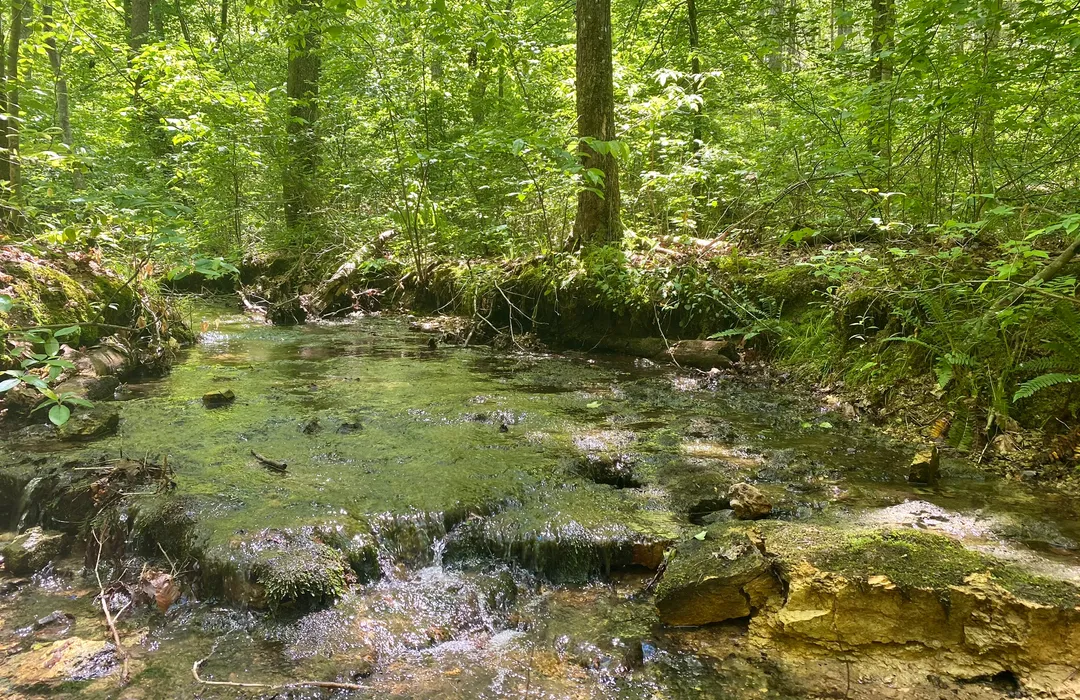 View from the trails at Devil's Backbone State Park, formerly the Devil's Backbone State Natural Area.