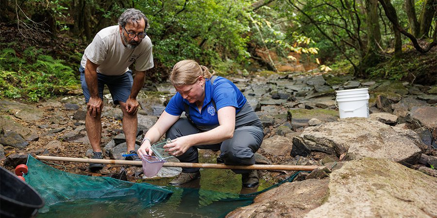 Researchers with the Tennessee Aquarium and U.S. Fish and Wildlife Service undergo a rescue mission to extract the laurel dace from its remaining creeks during the 2024 summer drought. The lowering water levels put the species at more risk. Sediment is both the main threat to the laurel dace and the major cause of flooding issues downstream in Spring City.
